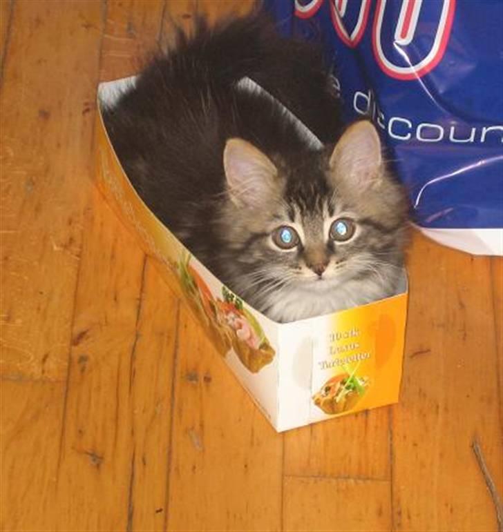 Blanding af racer Emil - Hihi.. Ny slags tarteletter :) (Mor siger jeg er lige til at spise..) billede 7