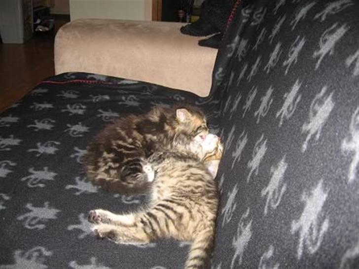 Blanding af racer Emil - Jeg vasker min bror Linkin, det kan han godt lide.. billede 8