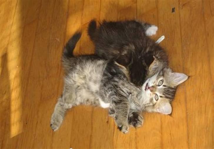 Blanding af racer Emil - Her banker jeg min bror, Linkin.. Er jeg ikke bare farlig? :) billede 9