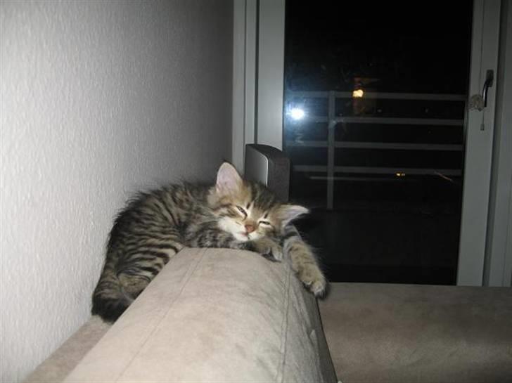 Blanding af racer Linkin - Jeg elsker bare at sove.. billede 2