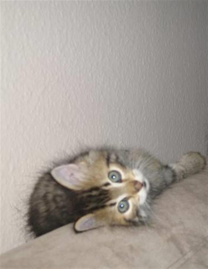 Blanding af racer Linkin - Hej, er jeg ikke skøn? billede 3