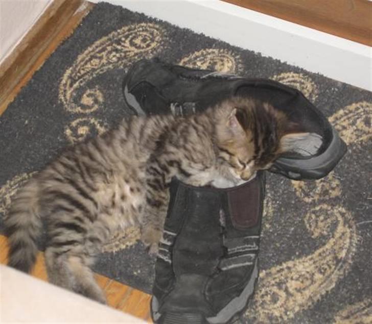 Blanding af racer Linkin - Jeg elsker at tæve fars sko :) billede 4