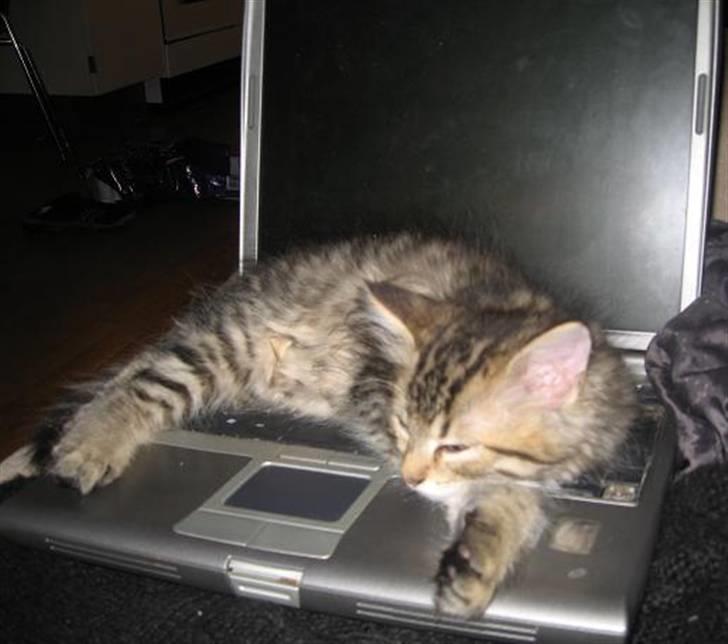 Blanding af racer Linkin - Schh.. Ikk sladre.. Jeg får ballade hvis mor og far ser mig ligge på computeren .. billede 5