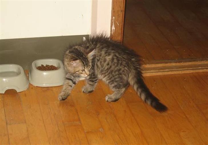 Blanding af racer Linkin - Jeg er en meget farlig løve, så bare pas på! Grrr... billede 6