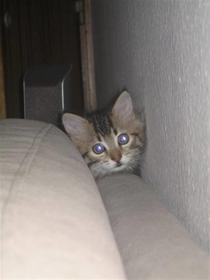 Blanding af racer Linkin - Hej, jeg ska lige følge med i det hele.. :) billede 7