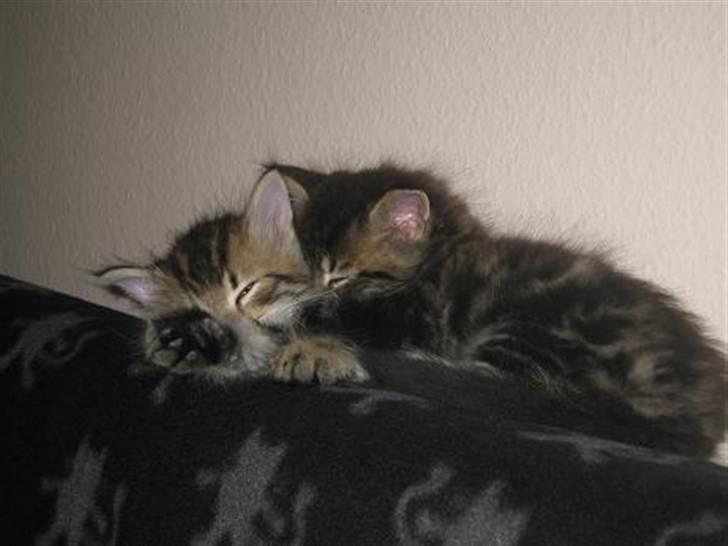 Blanding af racer Linkin - Jeg får mig lige en dejlig putte-lur sammen med min bror Emil billede 8