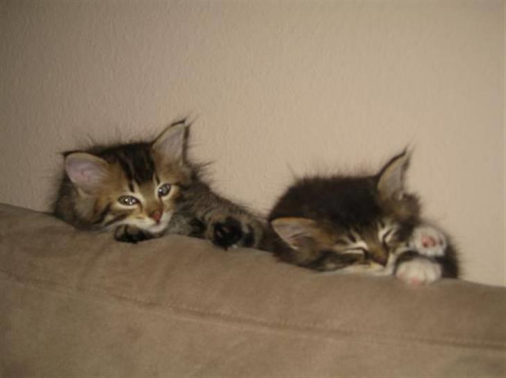 Blanding af racer Linkin - Vi elsker bare at putte sammen, Emil og jeg :) billede 9