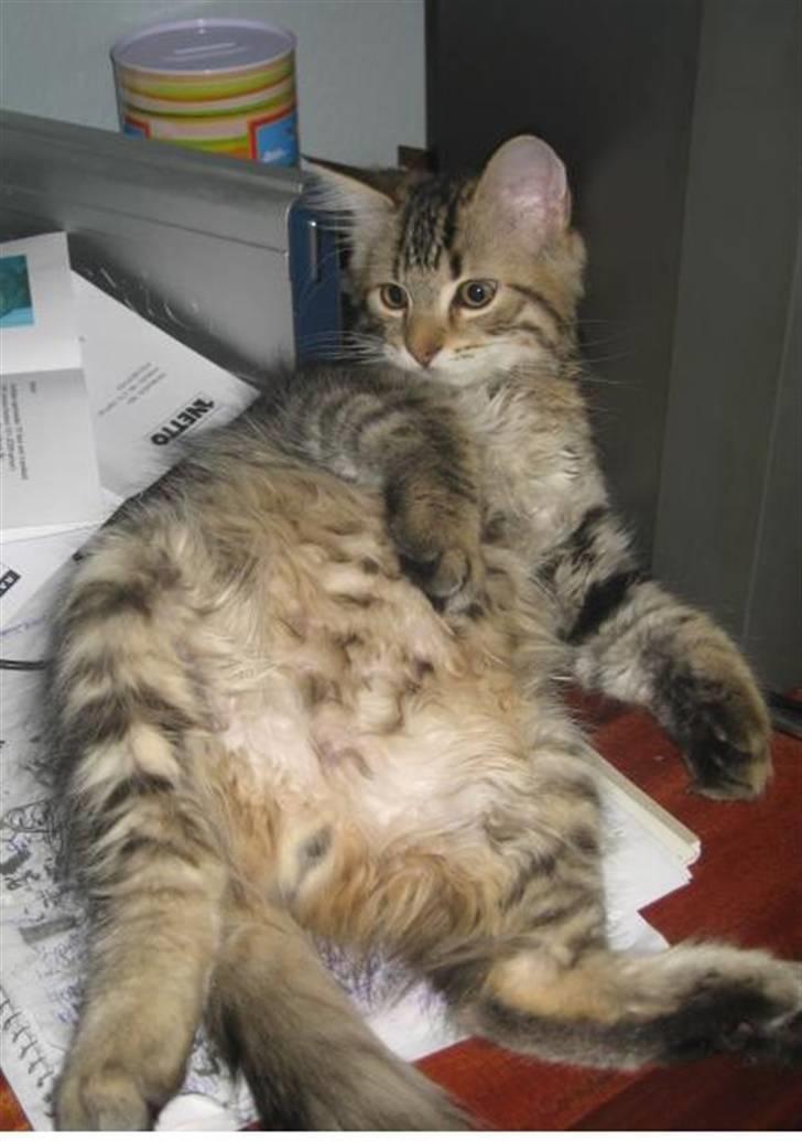 Blanding af racer Linkin - Mor siger jeg er lidt tyk på maven.. Det synes i ikk , vel?? :) billede 10