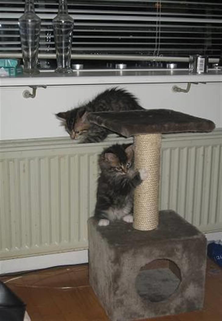 Blanding af racer Linkin - Se hvor vi leger :) billede 11