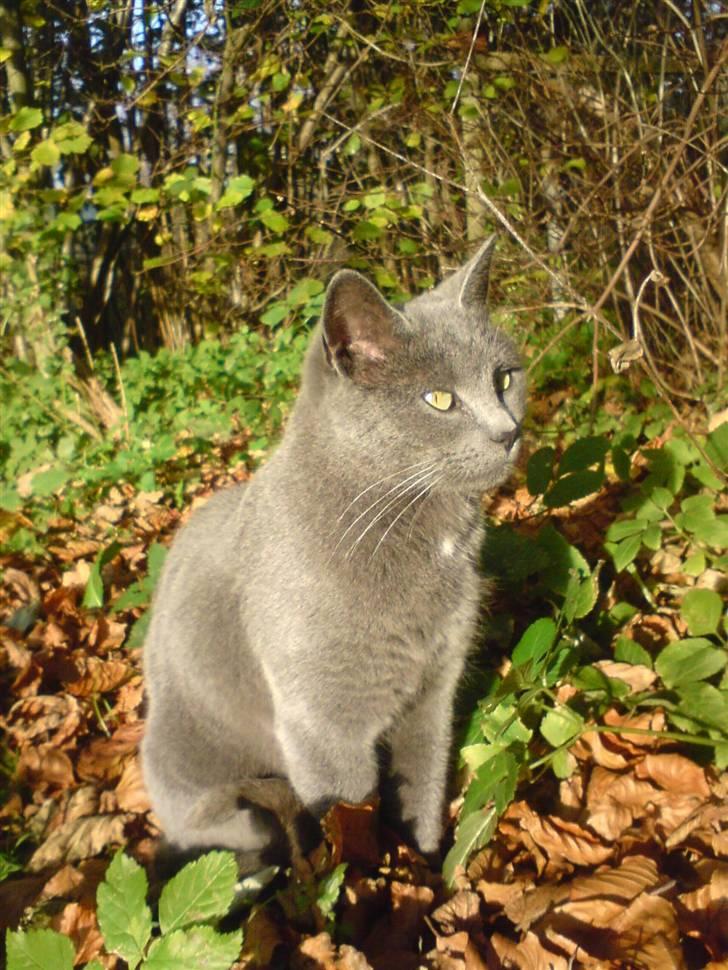 Huskat Miss Grå - Velkommen til Mis-grås profil :D Beklager de meget ens billeder, og at kvaliteten ikke er så god. Der kommer flere billeder inden længe! billede 1