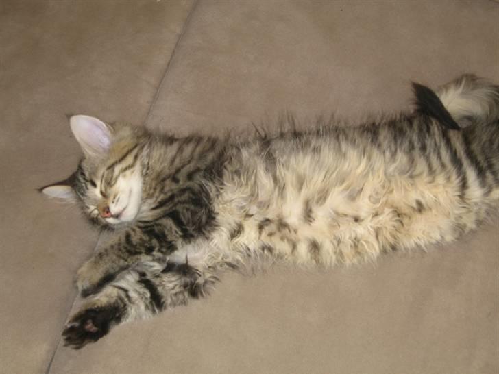 Blanding af racer Linkin - Zzzzzzz... billede 12