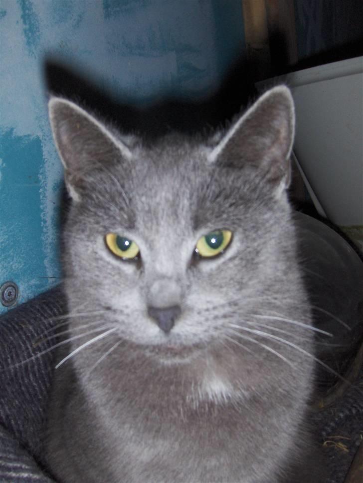 Huskat Miss Grå - Missen <33´ billede 2