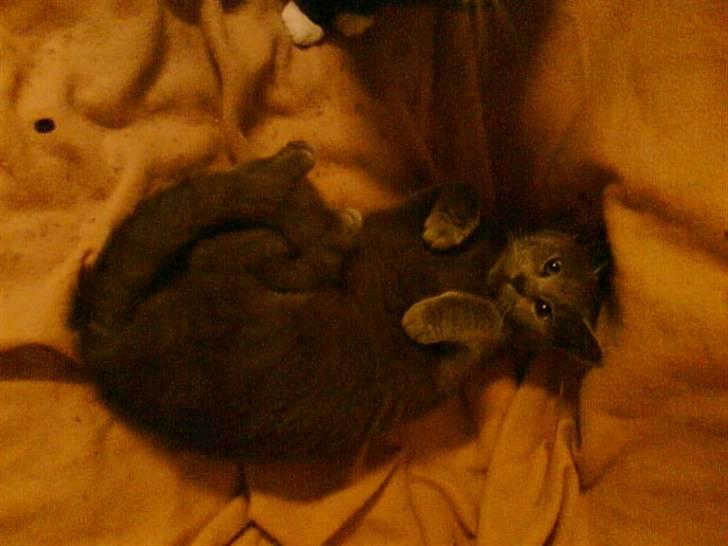 Huskat Miss Grå - Lille missen <3 Leger :b billede 4