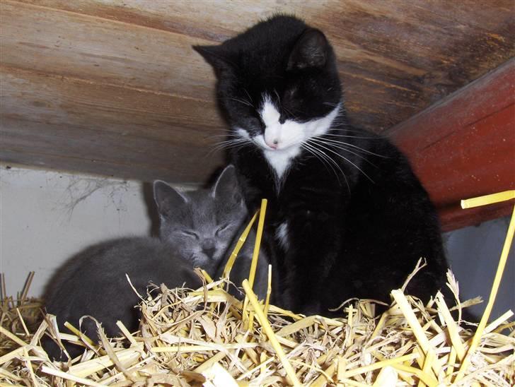 Huskat Miss Grå - Sover i halmen sammen med sin mor First <3 billede 9