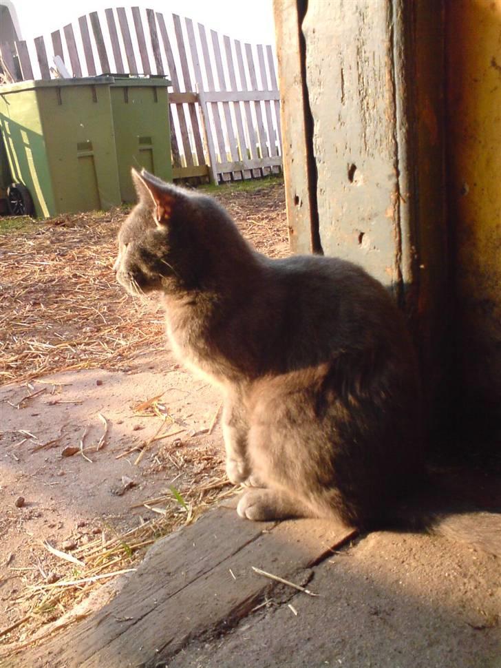 Huskat Miss Grå - Smukke mis <3 billede 11
