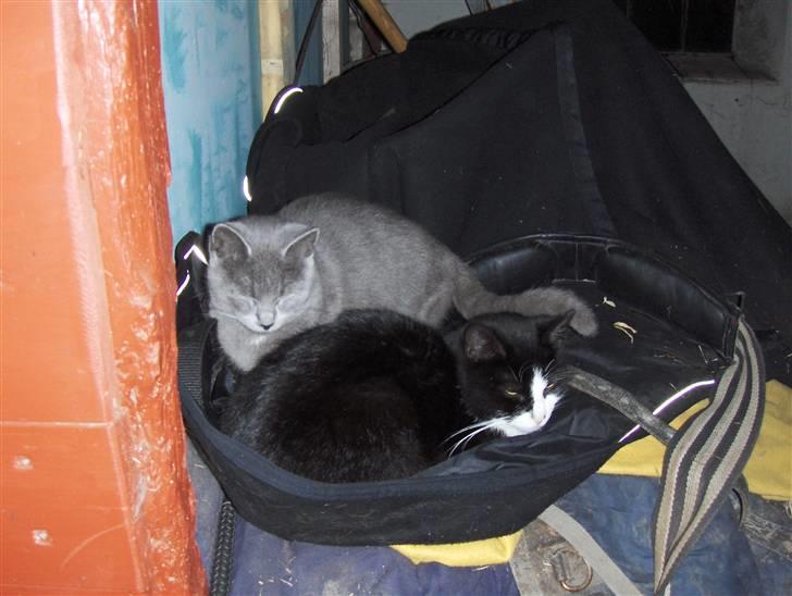 Huskat Miss Grå - Ligger i dæknerne og sover sammen med sin moar :D billede 12
