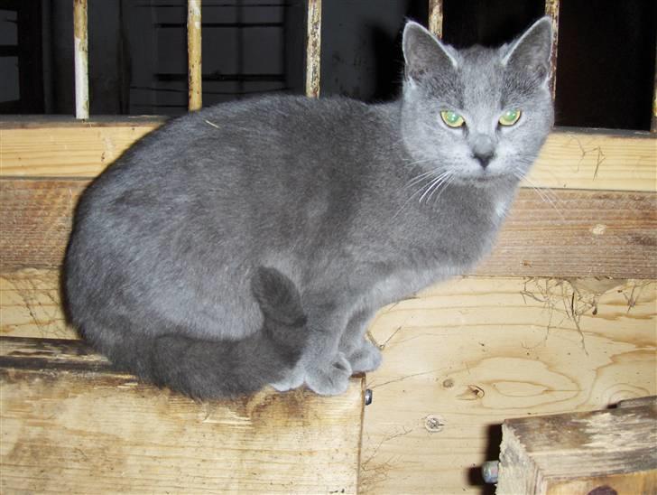 Huskat Miss Grå - Missen i stalden.. Fra sidste vinter billede 14