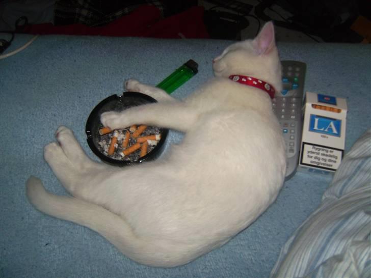 Huskat Morgan ~Solgt~  - Jeg ved ikke helt hvad den kat har gang i... Men der var hun altså faldet i søvn... :S billede 12