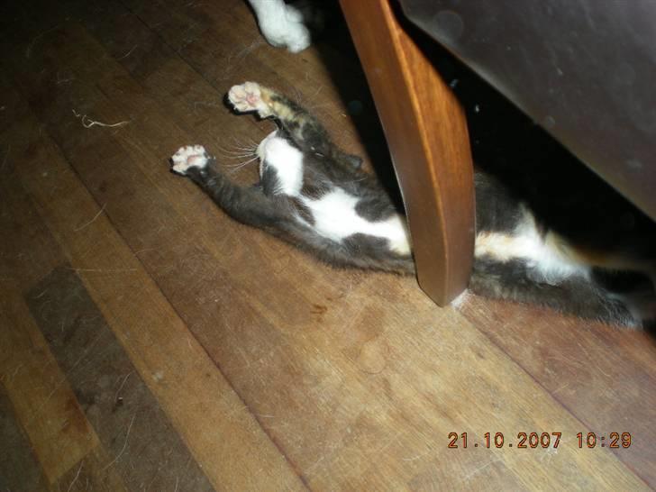 Blanding af racer Kiddi billede 5