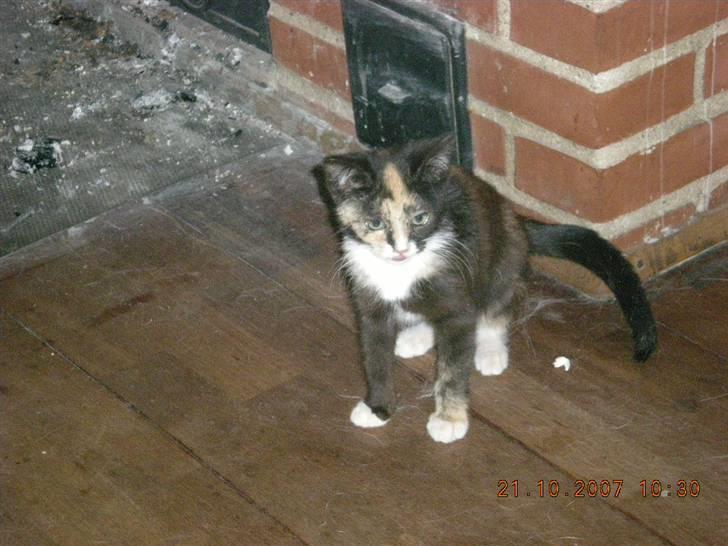 Blanding af racer Kiddi billede 6