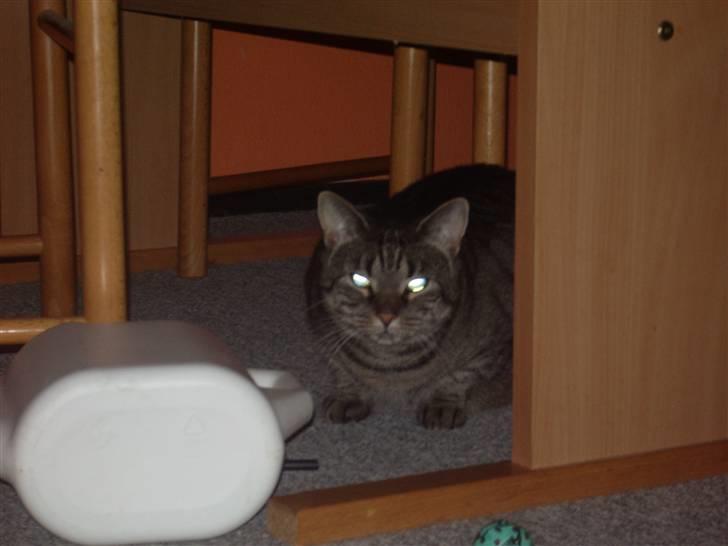 Huskat Cille billede 1