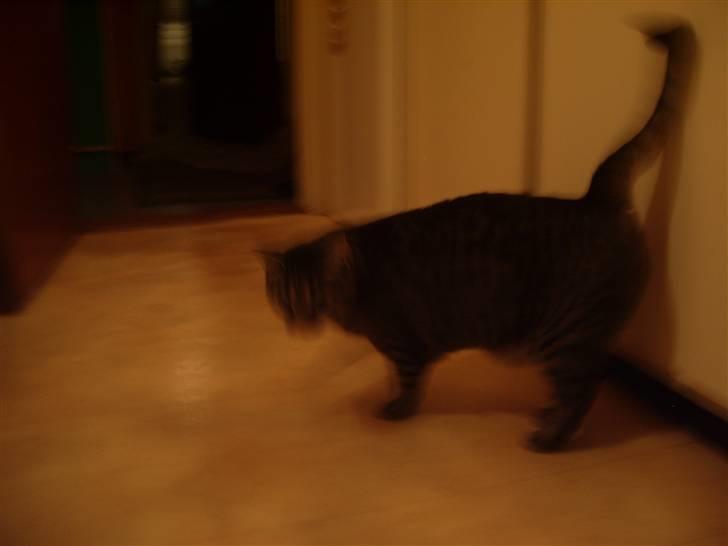 Huskat Cille billede 2