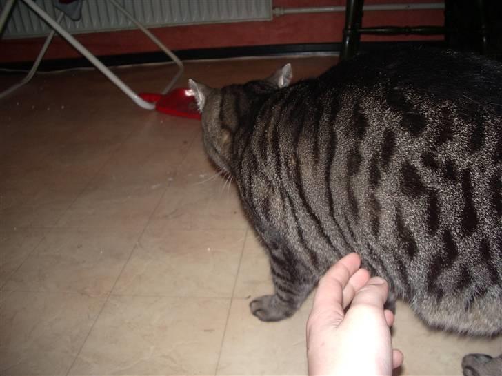 Huskat Cille billede 3