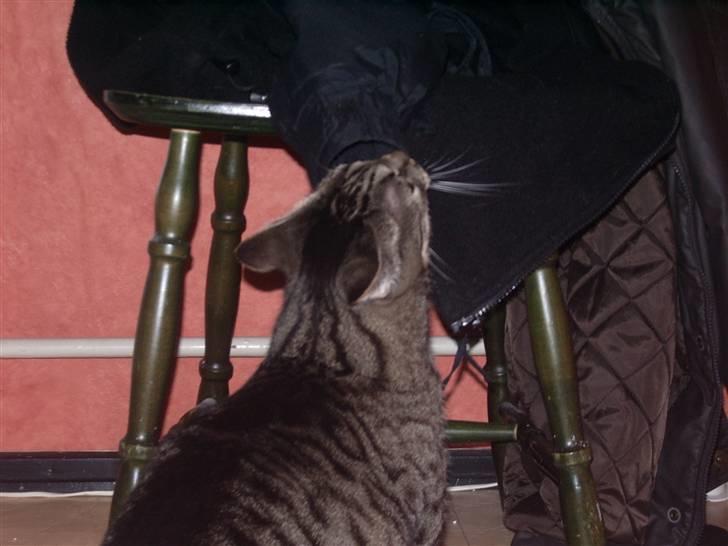 Huskat Cille billede 4