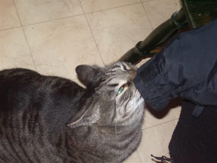 Huskat Cille billede 5