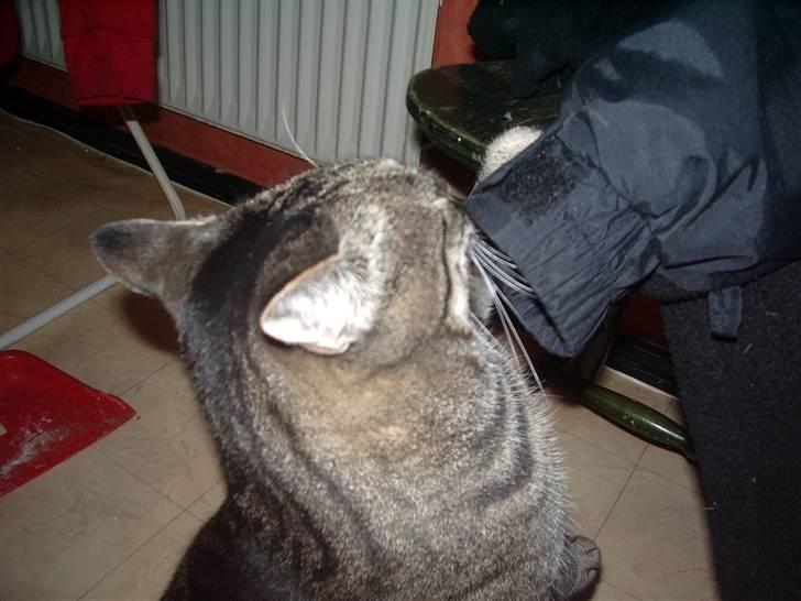 Huskat Cille billede 6