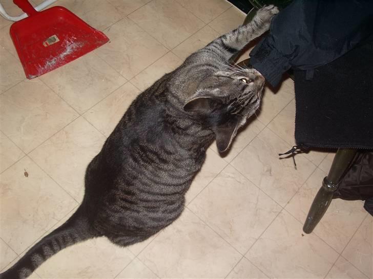 Huskat Cille billede 7