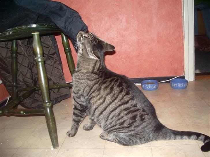 Huskat Cille billede 8