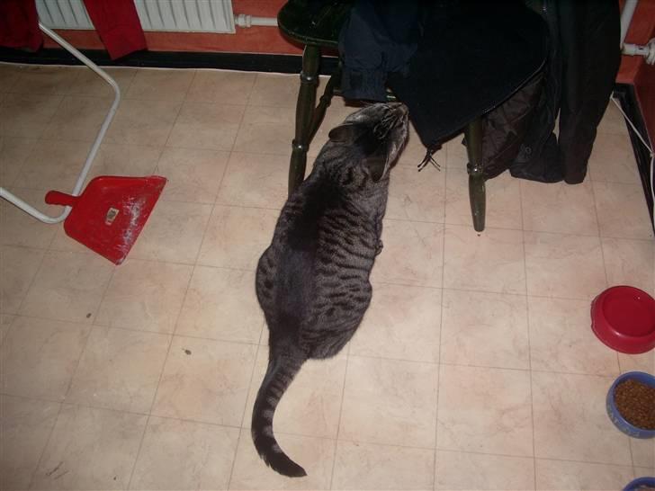 Huskat Cille billede 9