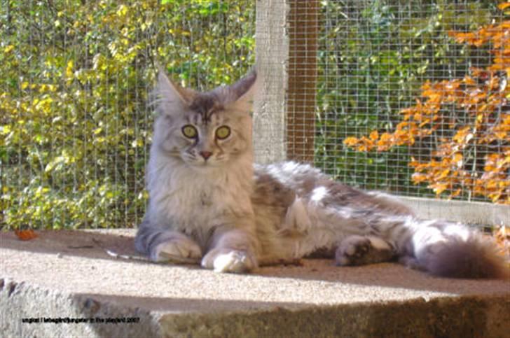 Maine Coon Aquileia P billede 11