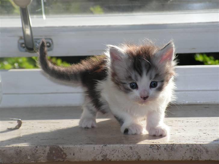 Maine Coon Charlie - Charlie som baby billede 1