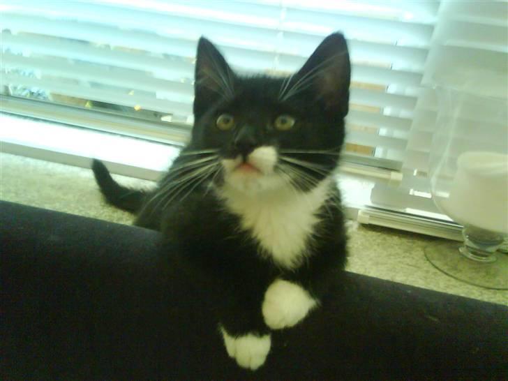 Huskat Dixie billede 1