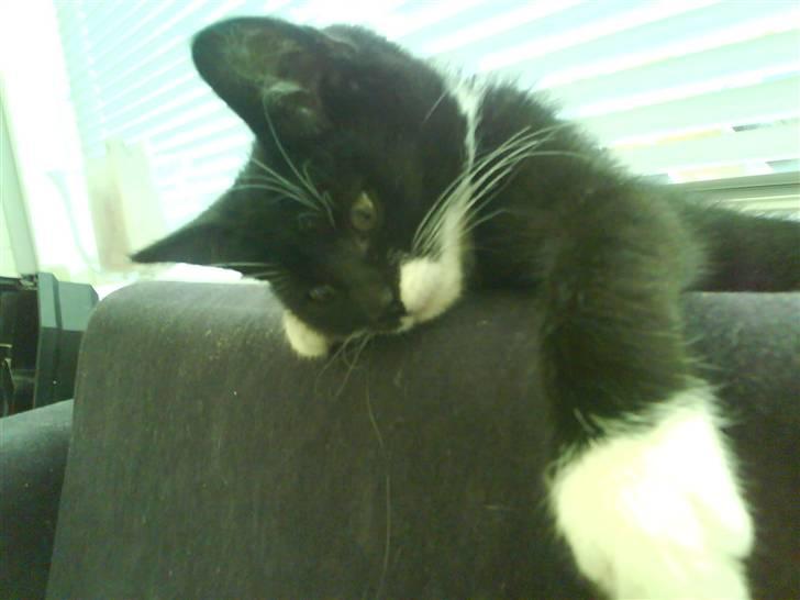 Huskat Dixie billede 5