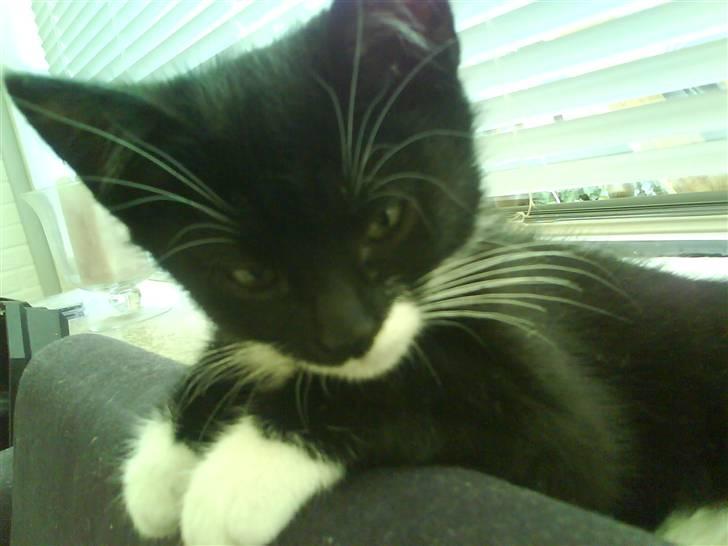 Huskat Dixie billede 6