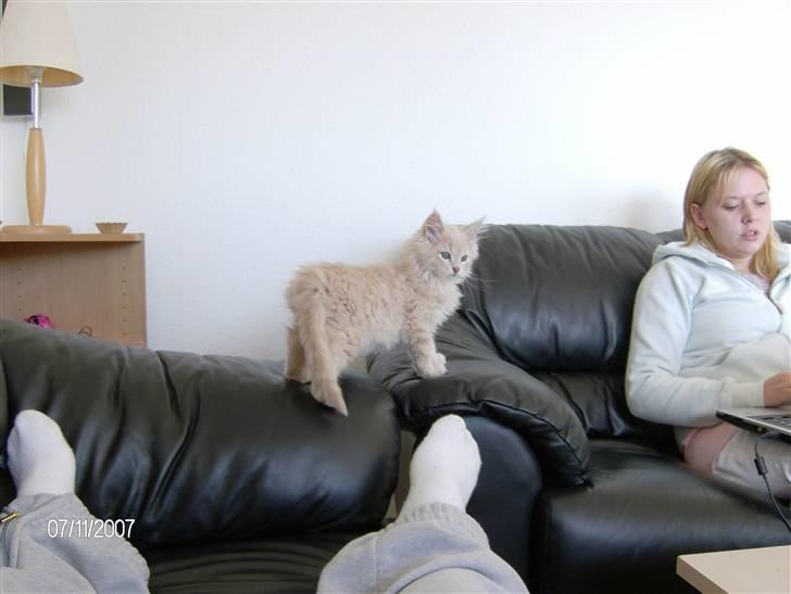 Maine Coon Gismo billede 1