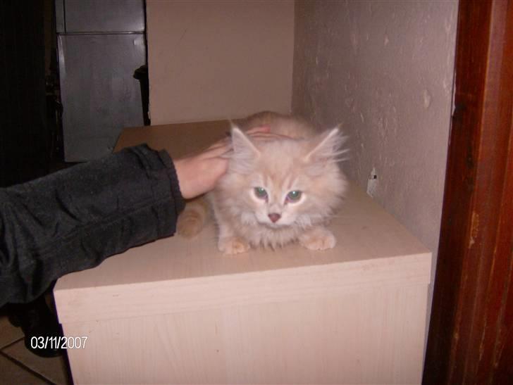 Maine Coon Gismo billede 2