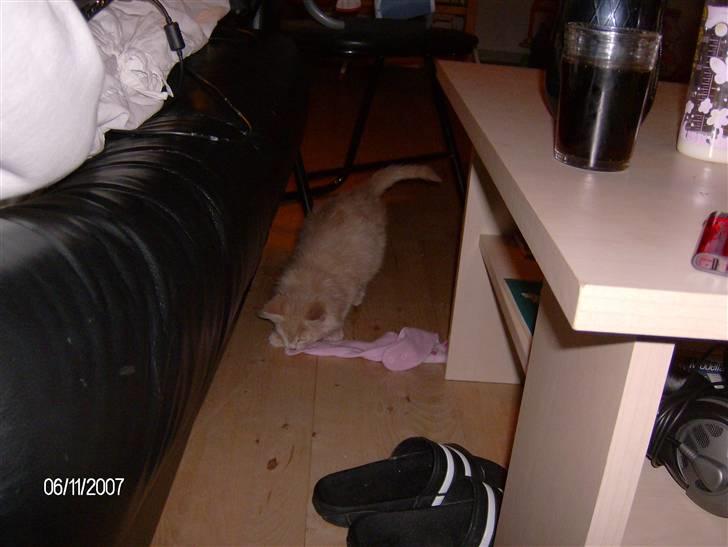 Maine Coon Gismo billede 3