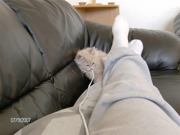 Maine Coon Gismo billede 4