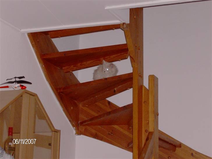 Maine Coon Gismo billede 5