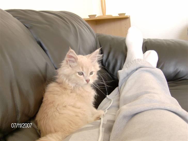 Maine Coon Gismo billede 6