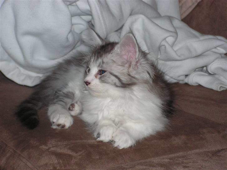 Maine Coon Charlie billede 2