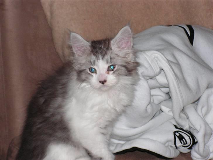 Maine Coon Charlie - Hvad har mennesket gang i billede 3