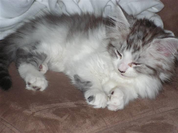Maine Coon Charlie billede 4