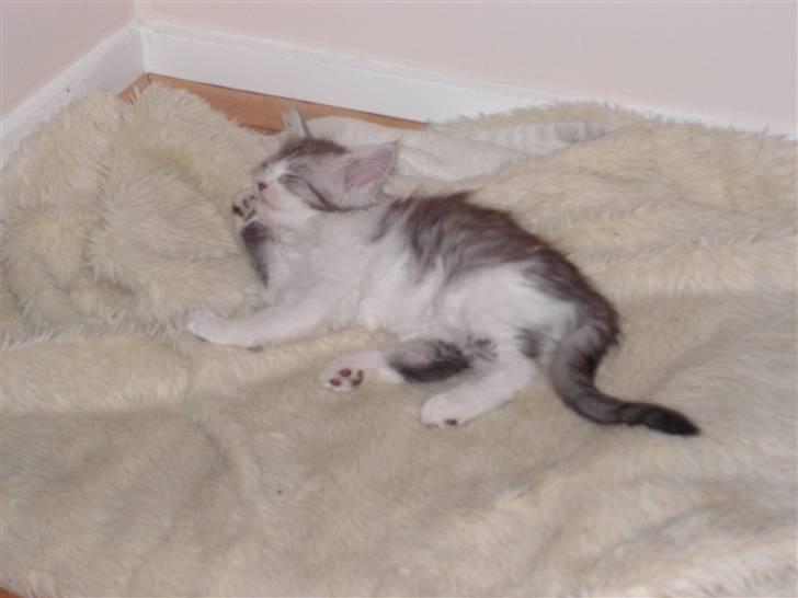 Maine Coon Charlie - godnat billede 5