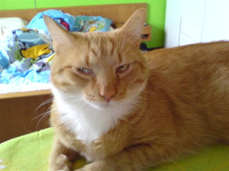 Blanding af racer Mikkel (R.I.P) billede 1