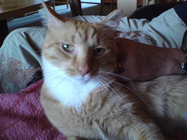 Blanding af racer Mikkel (R.I.P) billede 2